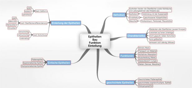 Epithelgewebediagramm beschriftet